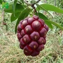 Kadsura Coccinea Fruit Seeds, Unique and Hardy Fruit for Your Garden