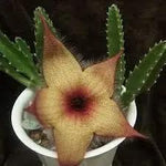 Stapelia Pulchella Succulent Plant Seeds for Planting - NON GMO Seeds Dhara Seeds