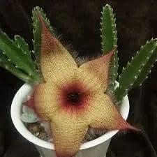Stapelia Pulchella Succulent Plant Seeds for Planting - NON GMO Seeds Dhara Seeds