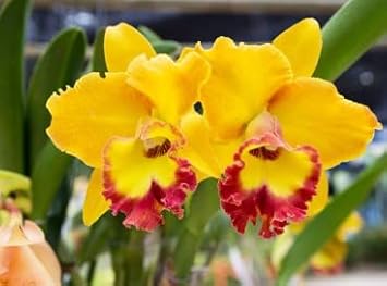 Yellow Red Cattleya Flower Seeds for Planting - 100 seeds for planting in home garden
