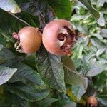 Medlar fruit seeds