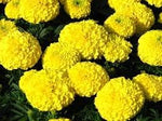 Chrysanthemum Marigold Flower Seeds for Planting 100 -Hierloom Flower Seeds - Marigold for planting in home garden