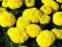 Chrysanthemum Marigold Flower Seeds for Planting 100 -Hierloom Flower Seeds - Marigold for planting in home garden