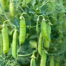 Pea Seeds for Planting
