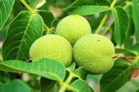 Walnut fruit seeds