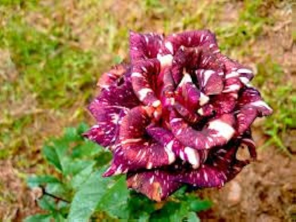 Abracadabra Rose Rosa for planting in flower bed