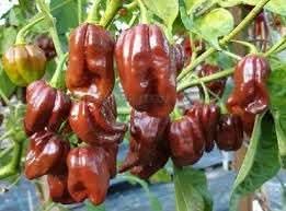 Trinidad Hot Pepper Vegetable Seeds for Planting
