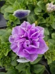 Floribunda Flower Seeds for Planting - NON GMO Seeds Dhara Seeds