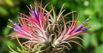 Bromeliad Tillandsia Plant Seeds for Planting - 100 pcs for planting in your garden.