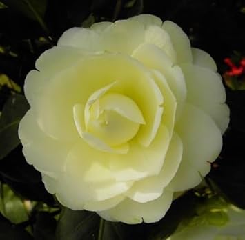 Organic Heirloom Camellia Light Yellow Flower Seeds – Non-GMO Ornamental Seeds for Planting