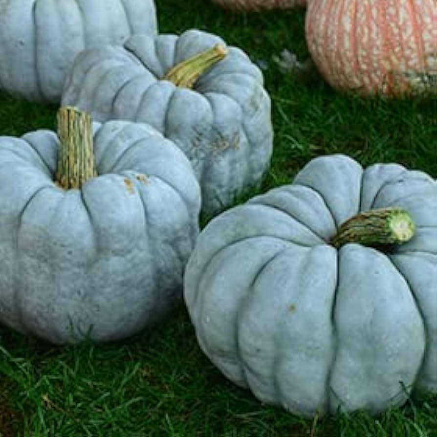 Blue Doll Pumpkin Seeds pcs USA Seller Fresh for Planting