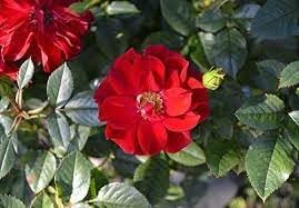Heirloom Rugosa Flower Seeds for Garden Planting, Non-GMO, Fragrant Rose Blooms for Hedges