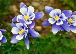 Columbine Flower Seeds Heirloom Non GMO Planting - 100
