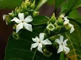 Voacanga Flower Seeds for Planting – NON GMO Seeds for planting in home garden