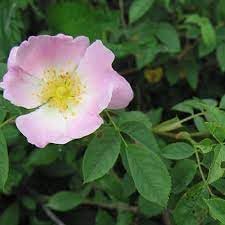 Rosa Canina Flower Seeds for Planting  -Hierloom Flower Seeds