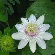 Passion Flower Seeds for Garden - NON GMO Seeds Dhara Seeds