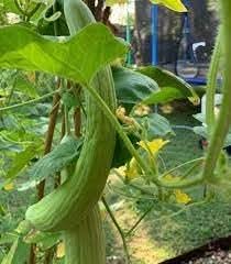 Armenian Cucumber Vegetable Seeds for Planting - Heirloom & Non-GMO Garden Seeds