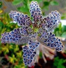 Daigremontiana Plant Seeds Heirloom Non GMO Planting - 100