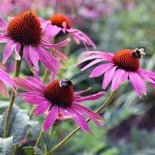 Heirloom Non-GMO Pink Echinacea Coneflower Seeds for Planting – Medicinal and Ornamental Garden Flowers