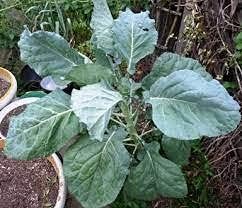 Green Kale Tree Walking Sticks Heirloom Non Gmo Image