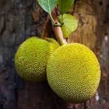 Jack Fruit Seeds for Growing a Large and Flavorful Tropical Fruit Tree
