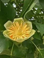 Liriodendron Flower Seeds for Planting – NON GMO Seeds Dhara Seeds