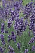 Munstead Lavender Flower Seeds for Planting - NON GMO Seeds Dhara Seeds