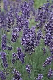 Munstead Lavender Flower Seeds for Planting - NON GMO Seeds Dhara Seeds