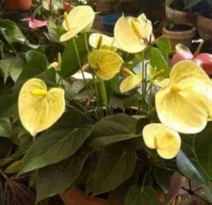 Yellow Anthurium Andraeanu Flower Seeds for Planting - NON GMO Seeds Dhara Seeds