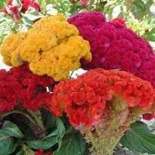 Celosia Flower Planting Seeds for Garden NON GMO Seeds Dhara Seeds