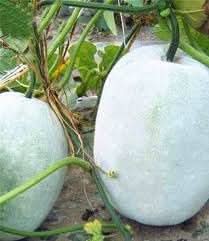 Ash Gourd Winter Melon Seeds for Planting