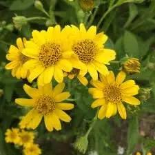 Meadow Arnica Yellow Flower Seeds for Planting - NON GMO Seeds Dhara Seeds