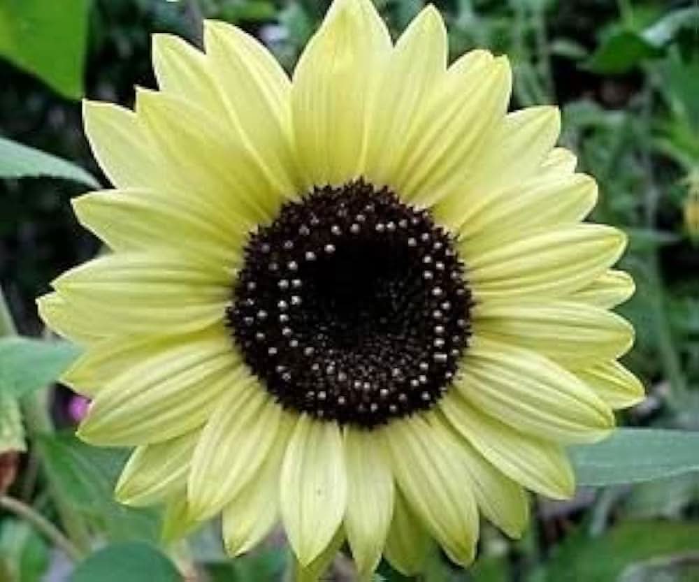 Lemon Queen Sunflower Flowering Seeds For Planting