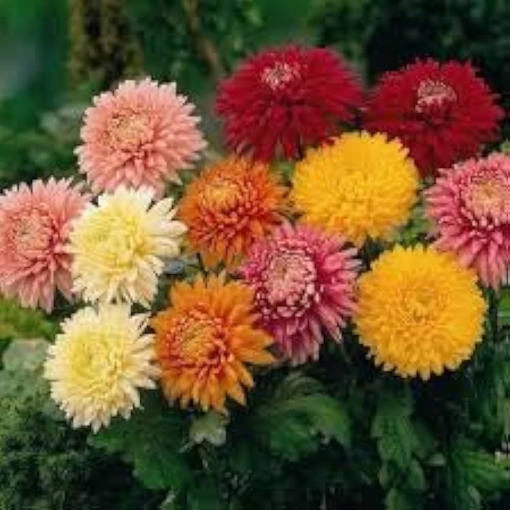Chrysanthemum Robinson Mix (Chrysanthemum coccineum) seeds for garden planting