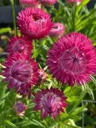 Helichrysum Bracteatum Flower Seeds for Planting - NON GMO Seeds Dhara Seeds