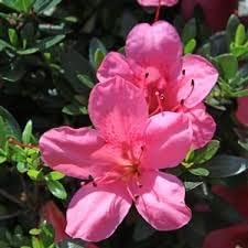 Pink Satsuki Azalea Flower Seeds – Heirloom Non-GMO Flower Seeds for Planting seeds for planting in home garden