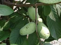 Asimina Fruit Seeds - Rare and Nutritious Fruit for Your Garden