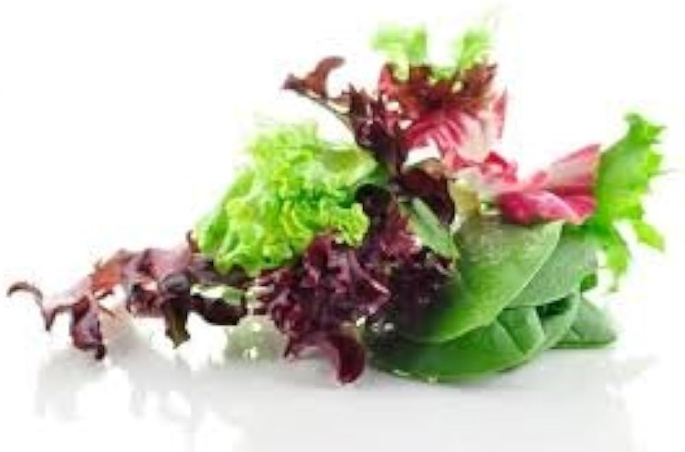 Organic Garden Salad Vegetable Seeds Pieces for Home Garden