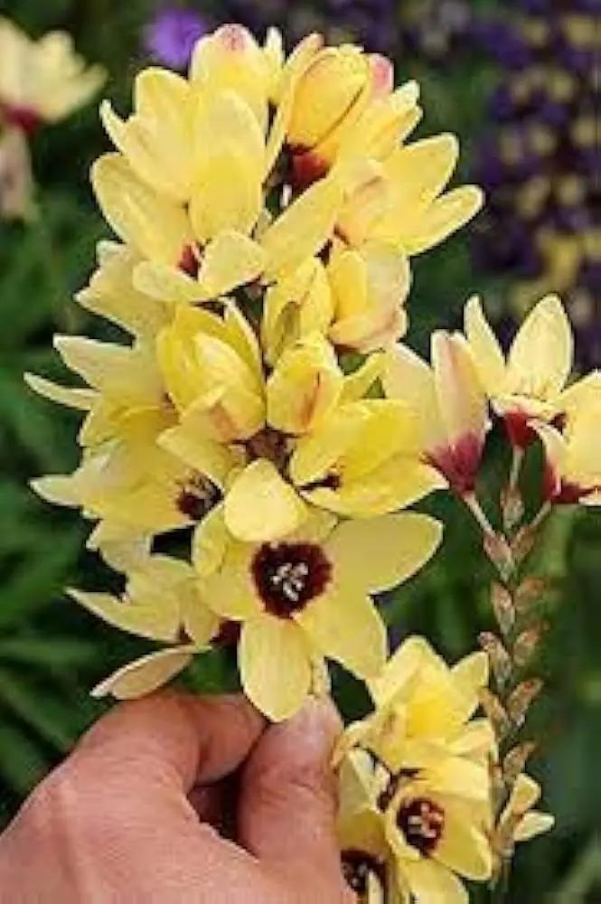 Ixia Flower Seeds for Planting - NON GMO Seeds Dhara Seeds