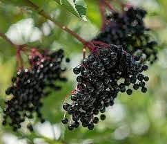 Elderberry Fruit Seeds, Plant for Healthy and Nutritious Berries