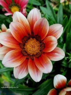 Heirloom Non-GMO White Orange Gazania Flower Seeds for Planting – Vibrant Bloom Seeds seeds for planting in home garden