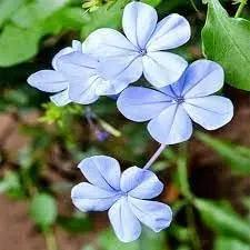 Plumbago Flower Seeds – Heirloom, Non-GMO Seeds for Planting Vibrant Blue Garden Blooms Dhara Seeds