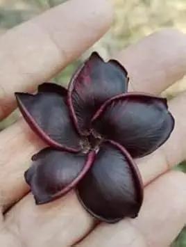 Frangipani Flower Seeds Black for Planting - NON GMO Seeds Dhara Seeds