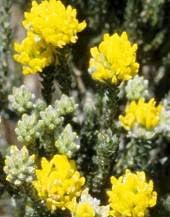 Aspalathus Flower Seeds for Planting, 100