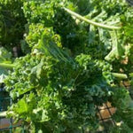 Scarlet Kale Brassica oleracea for planting in vegetable garden