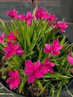 Rhodohypoxis Flower Seeds for Garden - NON GMO Seeds Dhara Seeds