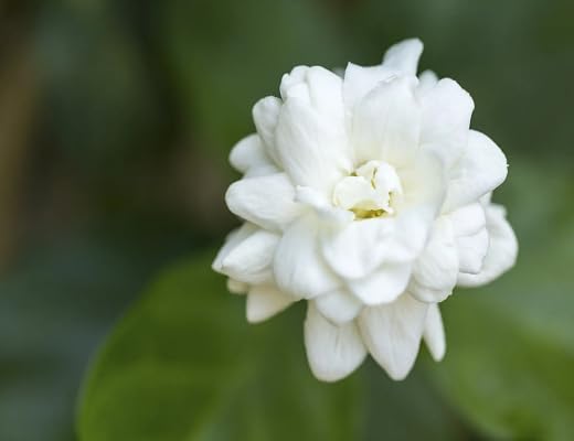 White Jasmine Flower - Heirloom, Non - Gmo Seeds
