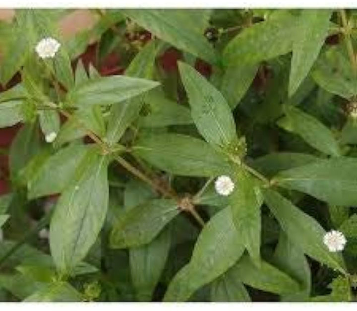 Bhringraj Flower Seeds for Planting - 100