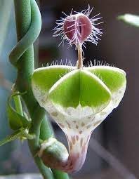 Ceropegia Flower Seeds for Planting - 100