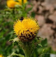 Centaurea Moschata Flower Seeds – Heirloom Non-GMO Seeds for Fragrant and Cottage Garden Planting - Moschata for planting in home garden